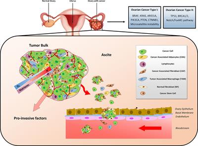 How Autophagy Shapes the Tumor Microenvironment in Ovarian Cancer